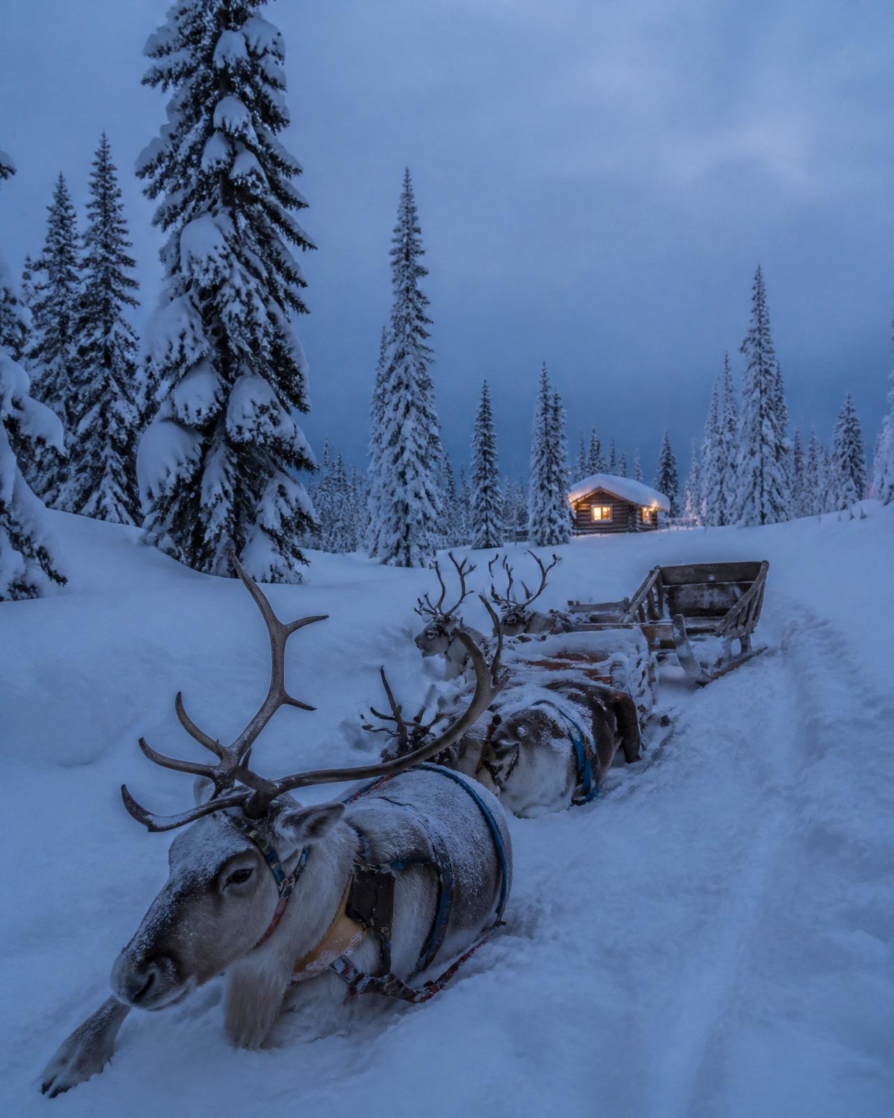 Reindeer sleigh in Lapland snow